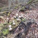 die Minions haben sich als Bovist verkleidet