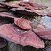 ... Rötende Blätterwirrlinge (Daedaleopsis confragosa), ...
