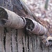 Abgespaltene, aufgefaltete, aufgesplitterte und aufgerolle Rinde... III