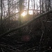 Nahe der Nordostecke käme ich  bald an die Kreisstraße.<br />So schleife ich alsbald in den Wald zurück