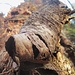Abgespaltene, aufgefaltete, aufgesplitterte und aufgerolle Rinde... VIII - Mumienhaft
