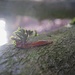 Verwirr-Spiel