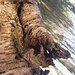 Abgespaltene, aufgefaltete, aufgesplitterte und aufgerolle Rinde... VI - Wurm