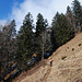 Oberhalb der Angeringeralm geht es in den Wald