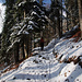 Im Wald selbst ist es frisch mit leichtem Touch von Winter
