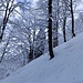 a mezzacosta verso l'Alpe Tempelina
