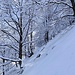 a mezzacosta verso l'Alpe Tempelina