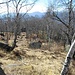 Molto caratteristico il primo tratto di discesa, che intercetta il punto di arrivo del sentiero «Vertical» e che attraversa un vasto e rado bosco di betulle.