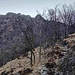 Superata l’Alpe Mastrolino, il sentiero (P5) entra decisamente nel bosco aumentando la pendenza ed avvicinandosi alla parte rocciosa della montagna.