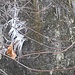 In der Rinne: Eisskulptur und...