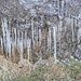 spalierhängende Eiszapfen