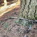strana radice su sequoia della california cademario 02 03 2025