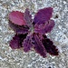 sonchus oleraceus crespino comune cademario 02 03 2025