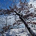 Schiefer Baum.