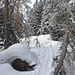 die Skiroute führt östlich am Guscha vorbei, zuerst durch ein Waldstück, Schnee hat`s hier noch genug....