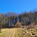 ...kurz über eine Lichtung und drüben in den Wald hinein. 