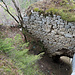 Unterwegs auf dem Schlossfelsen Blauenstein.