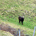 Eine Juragams am Wegesrand.