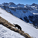 Am unteren WSW-Grat: Nemo auf Spurensuche und ohne Sinn für die Schönheiten der Natur...im S über der Bannalp, Bietstock und Chaiserstuel von rechts u.a. Grosser Sättelistock, Titlis, Lauchern- und Ruchstock
