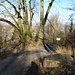 Sieben Linden