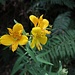Irgendwas Lilienartiges