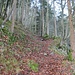 Erste Abkürzung Pfad/Steig Forstweg