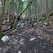 Zweite Abkürzung Pfad/Steig Forstweg<br />Archivbild vom 2.September 2022
