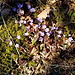 Leberblumen - der Frühling kommt