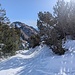 Latschentango nach der Gräner Ödenalpe