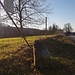 Blick auf die Gedenklinde