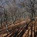 bel bosco di faggi, sentiero sempre evidente