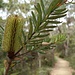Dank der exotischen Pflanzen wirds jedoch nicht langweilg. Hier eine Banksia.