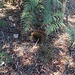 Schnabeligel (Echidna) am Parkplatz