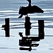 cormorano che si asciuga al sole : agno 08 03 2025