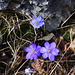 Leberblümchen