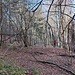 il sentiero non c'è, si va alla ricerca di bollature rosse, però siamo in alto, ed il bosco sembra più "ordinato", la malga non é moto distante