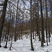 Nel bosco sopra Villa.