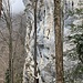 Einblick in die senkrechten Felswände der Wissflue