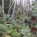 Richea pandanifolia, eine endemische Pflanze.