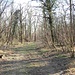 A testimonianza di quanto detto, dopo aver sentito una sorta di grugnito, un grosso cinghiale è partito dal bosco alla nostra sinistra e, passando ad una distanza di circa dieci metri, ha attraversato la stradina alle nostre spalle.