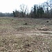 Nell’isola sono stati effettuati dei tagli di alberi anche di grosse dimensioni.