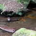 Platypus / Schnabeltier, ein eierlegendes Säugetier am Horseshoe Fall