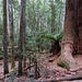 Baumfuss am Tall Trees Walk
