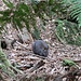 Tasmanian pademelon, Rotbauchfilander, gehören zur Familie der Kängurus