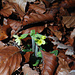 Schlüsselblümchen