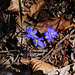 Leberblümchen am Jagdsteig