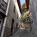 Lemna