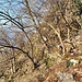 il percorso dopo Blevio, sui resti dell'antica strada
