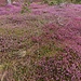 pink explosion