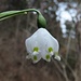 zurück beim Märzenbecher, alias Frühlingsknotenblume